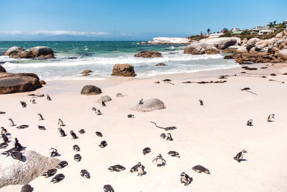 Boulders Bay Beach Penguins Cape Town South Africa City Guide Things to Do Instagram Locations Travel UK Blogger