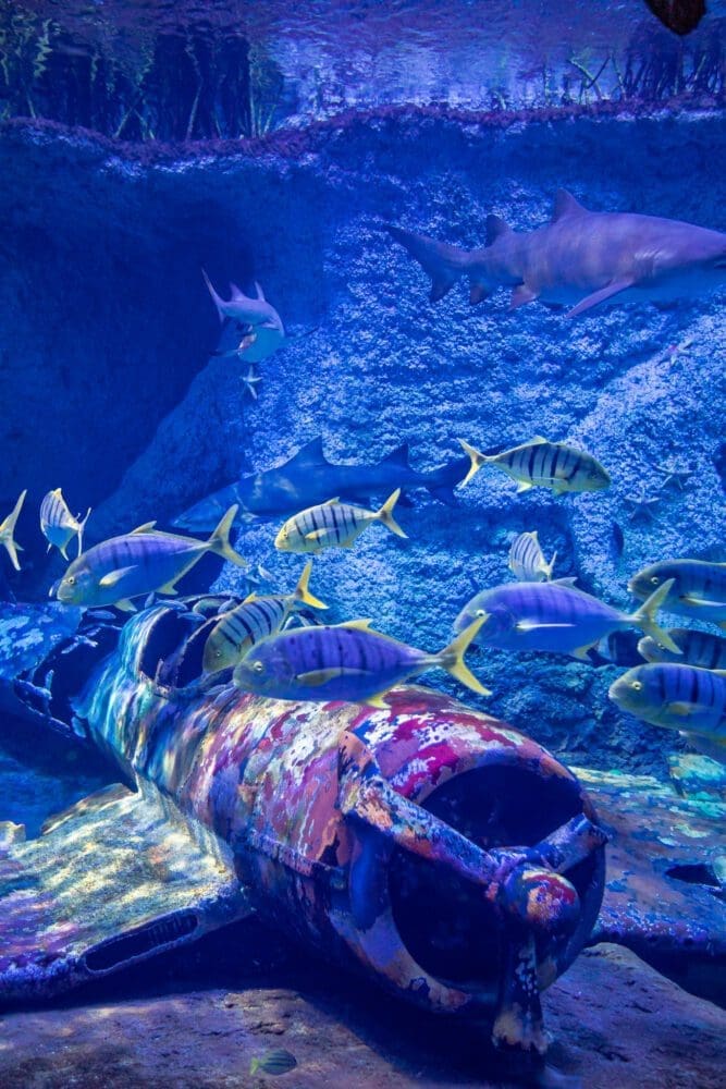 Aquarium Abu Dhabi UAE Travel Guide Things To Do