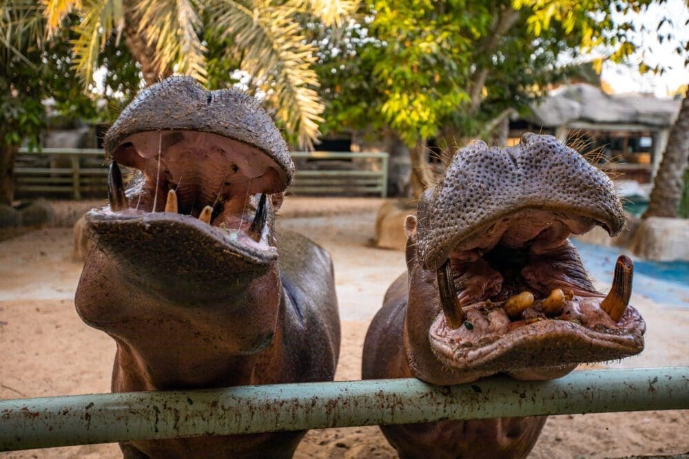 Emirates Park Resort and Zoo Abu Dhabi Family Friendly Things To Do UAE Hippos