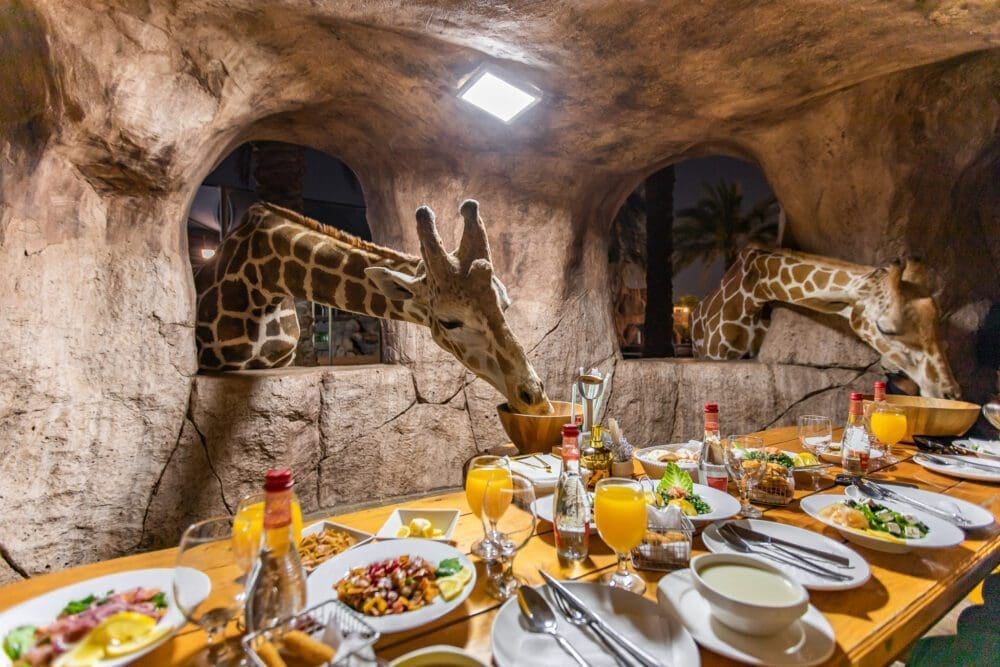 Emirates Park Resort and Zoo Abu Dhabi Family Friendly Things To Do UAE - Iftar with Giraffes