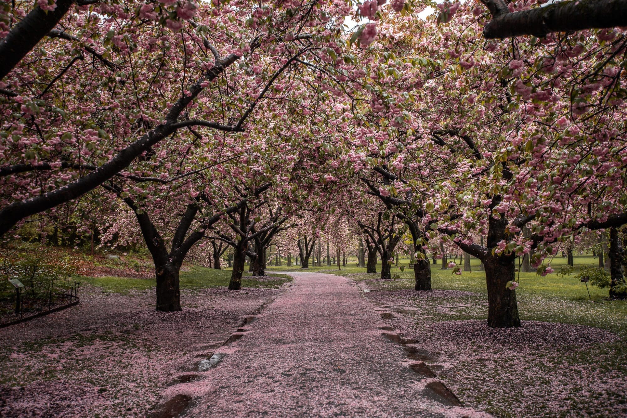 Cherry Blossom New York Brooklyn Botanic Garden Things To Do