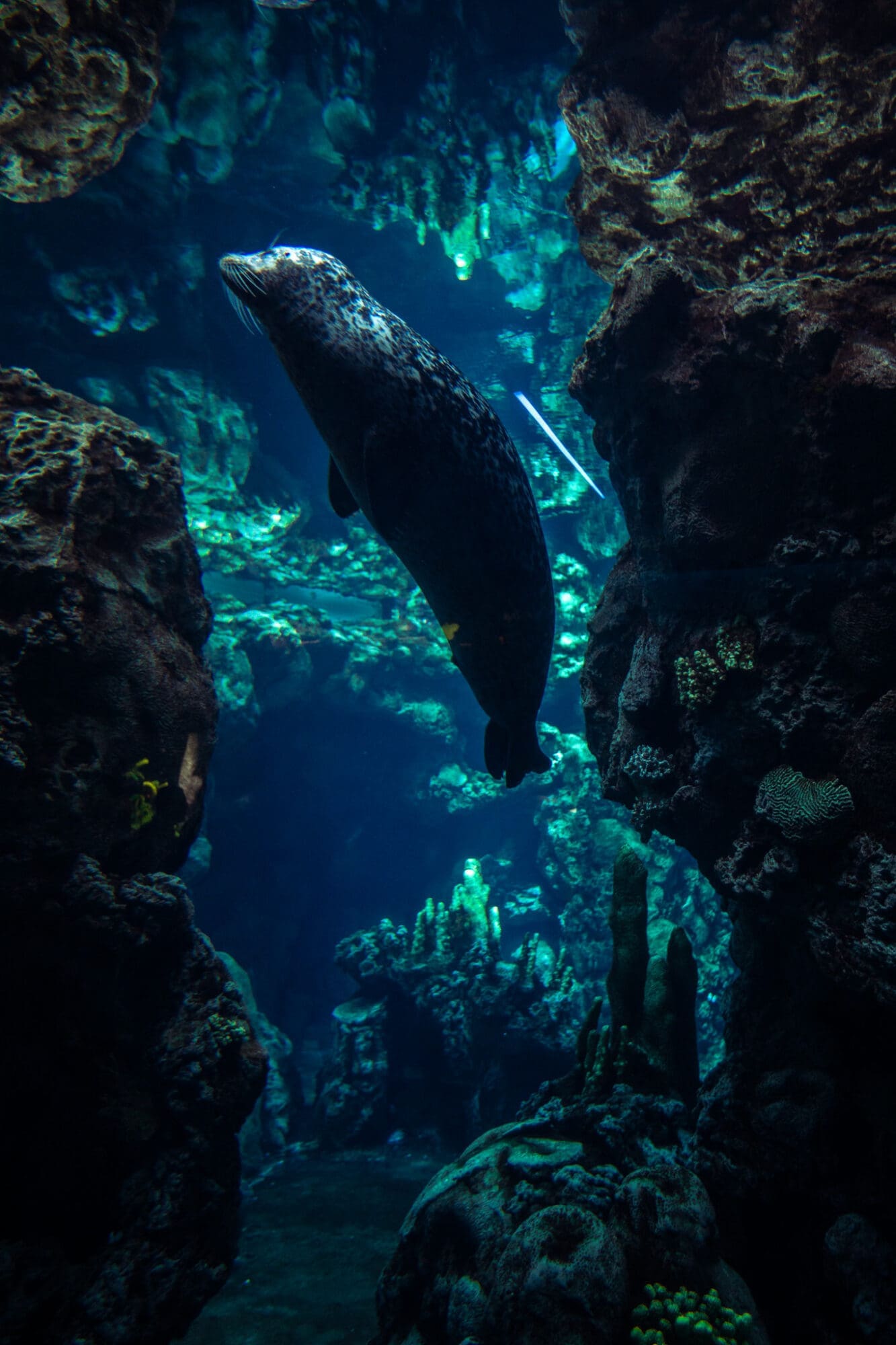 Genoa Aquarium Things to do travel guide italy UK travel blogger Seal