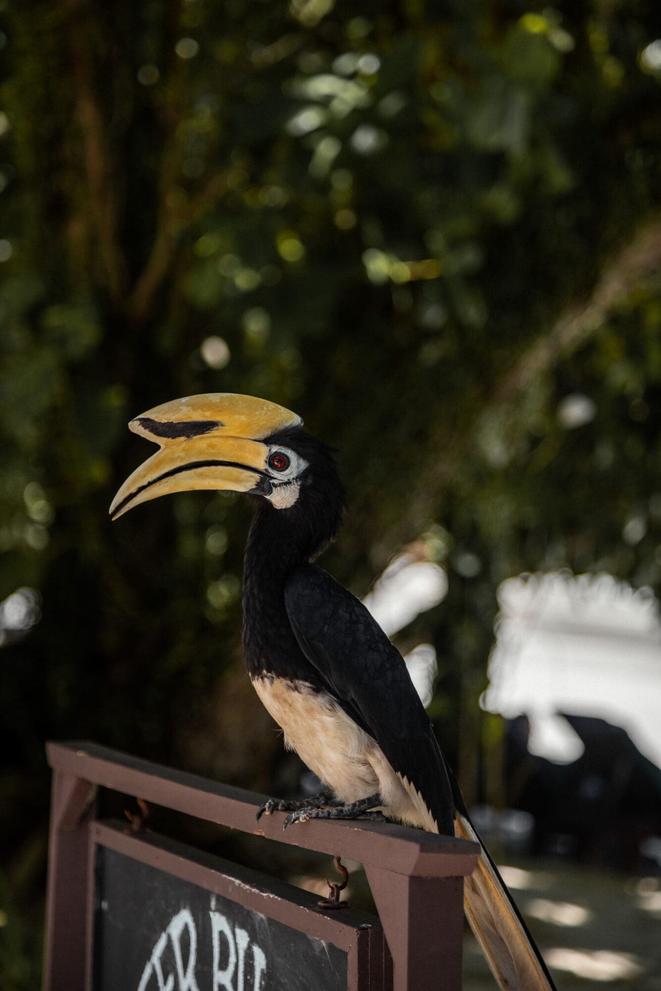 Hornbill hovering for food at Pangkor Laut Resort Malaysia
