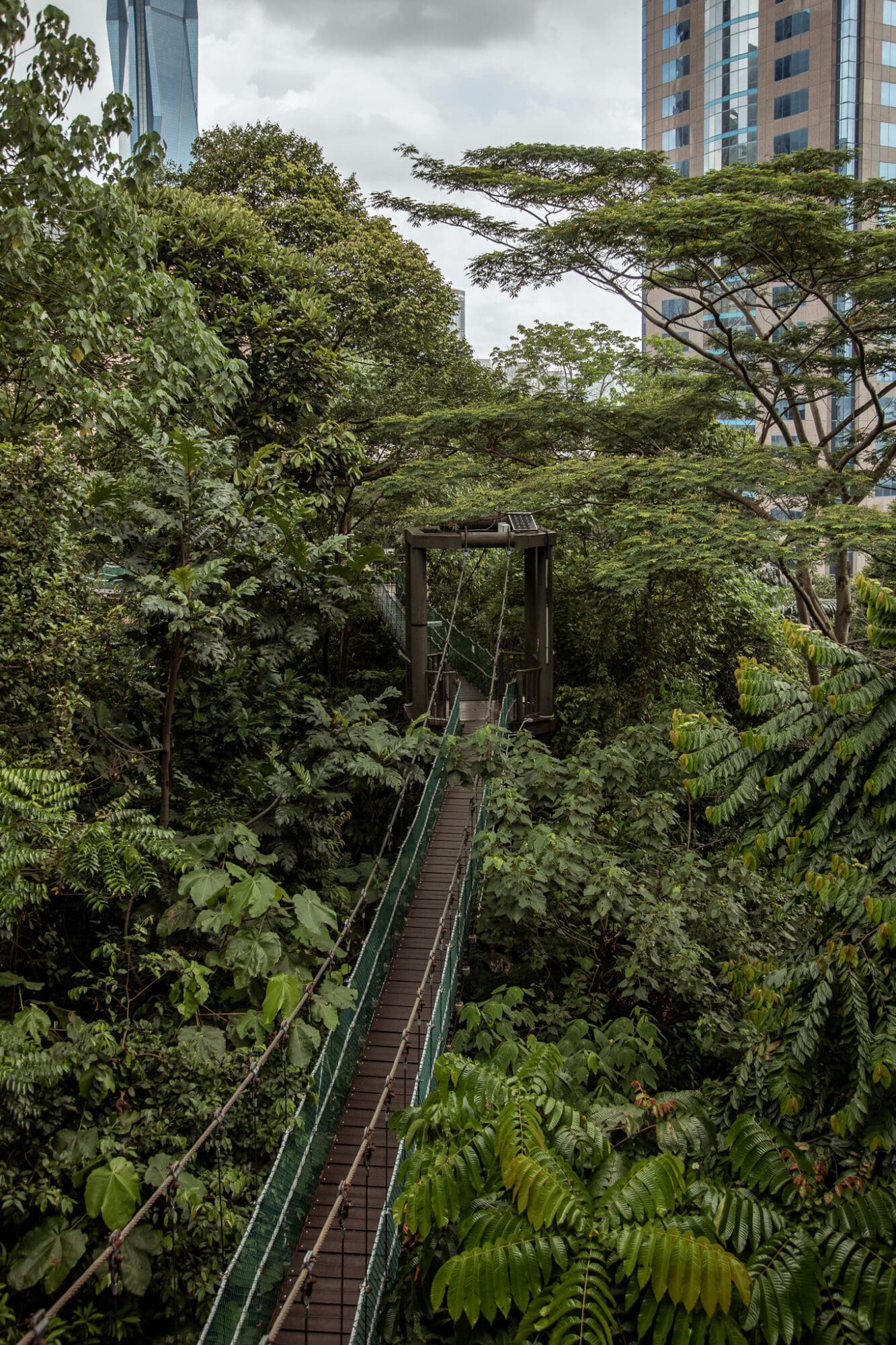 KL Eco Forest Park Canopy Walk Kuala Lumpur things to do in KL