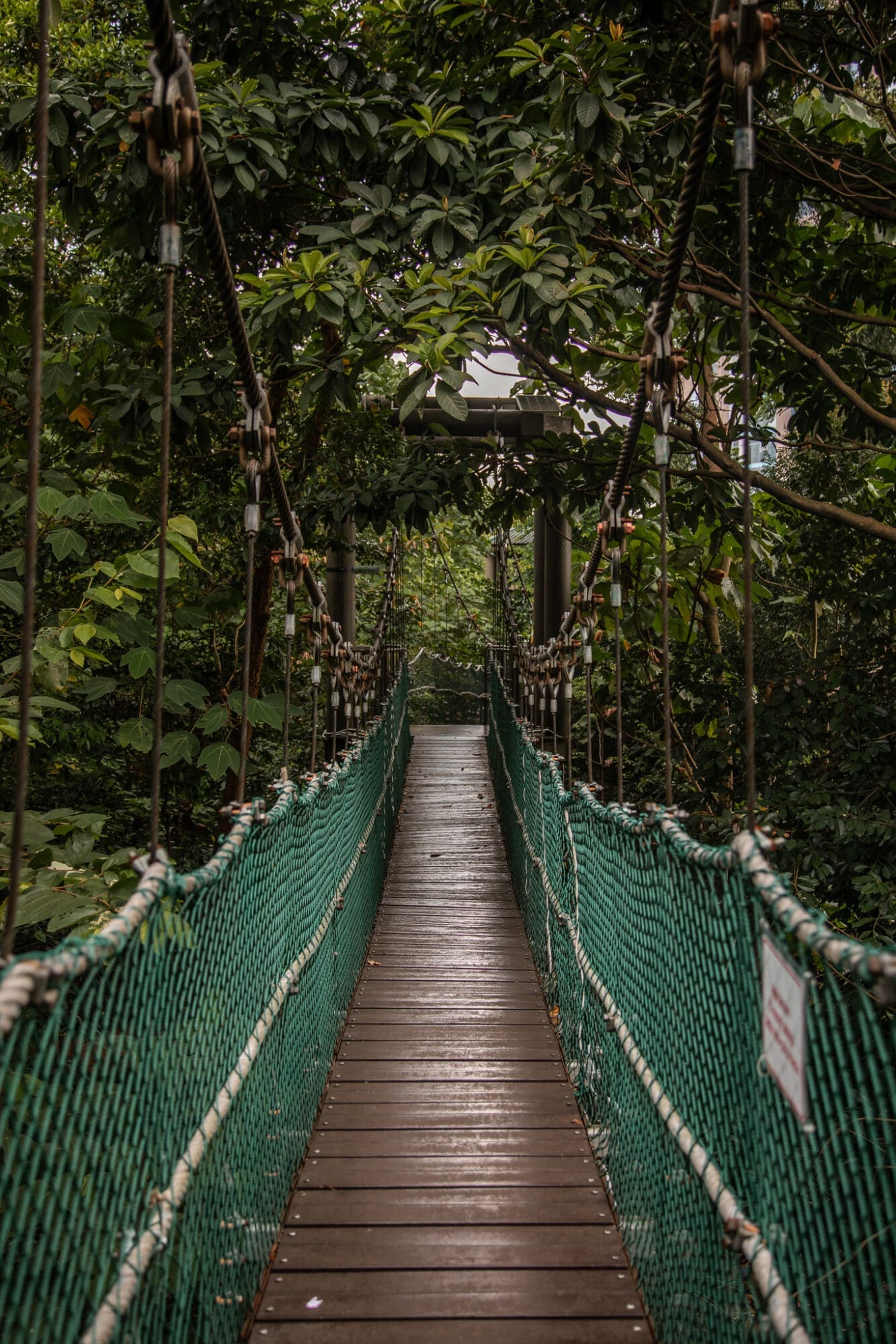 KL Eco Forest Park Canopy Walk Kuala Lumpur things to do
