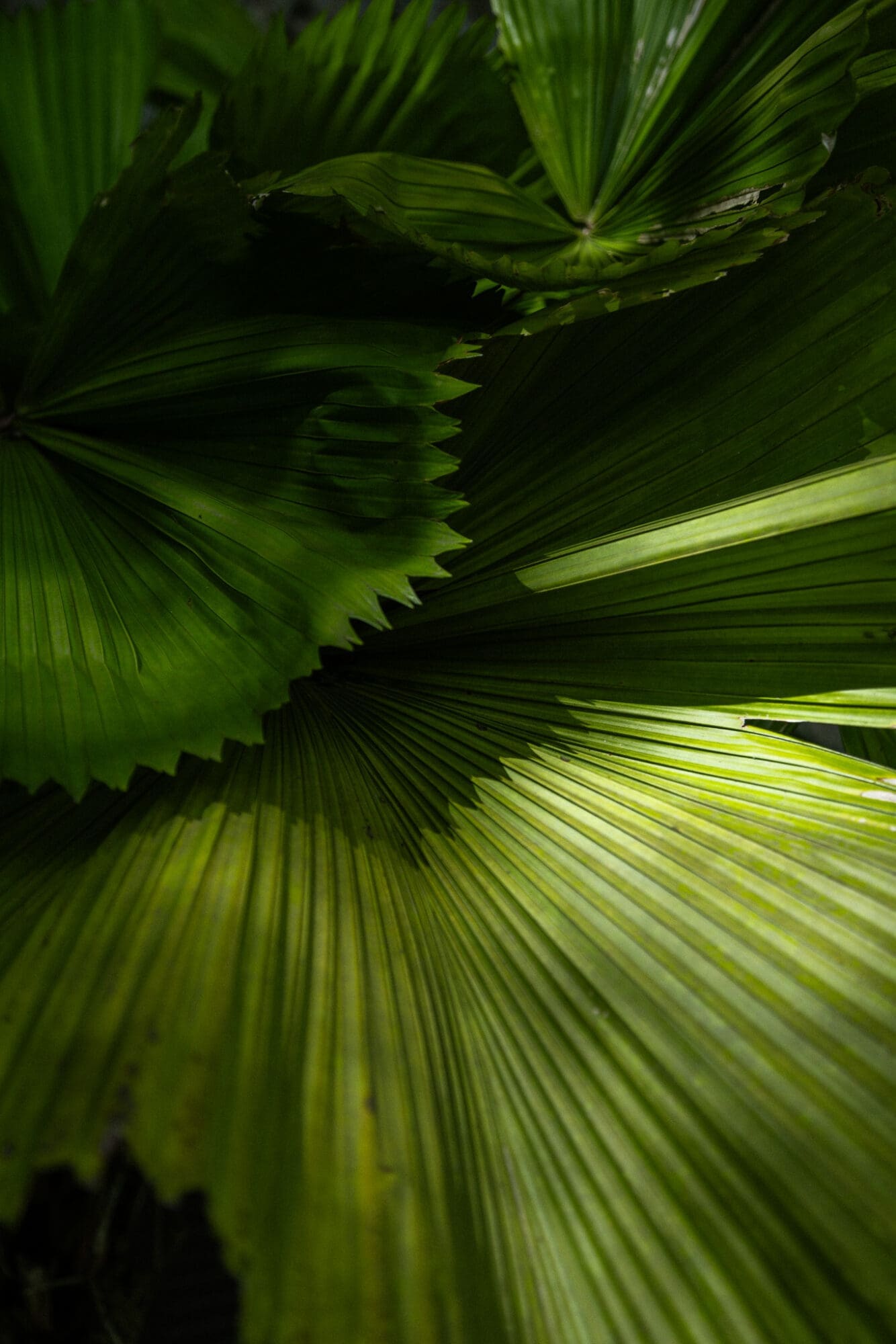 Pangkor Laut Resort Palms Greenery