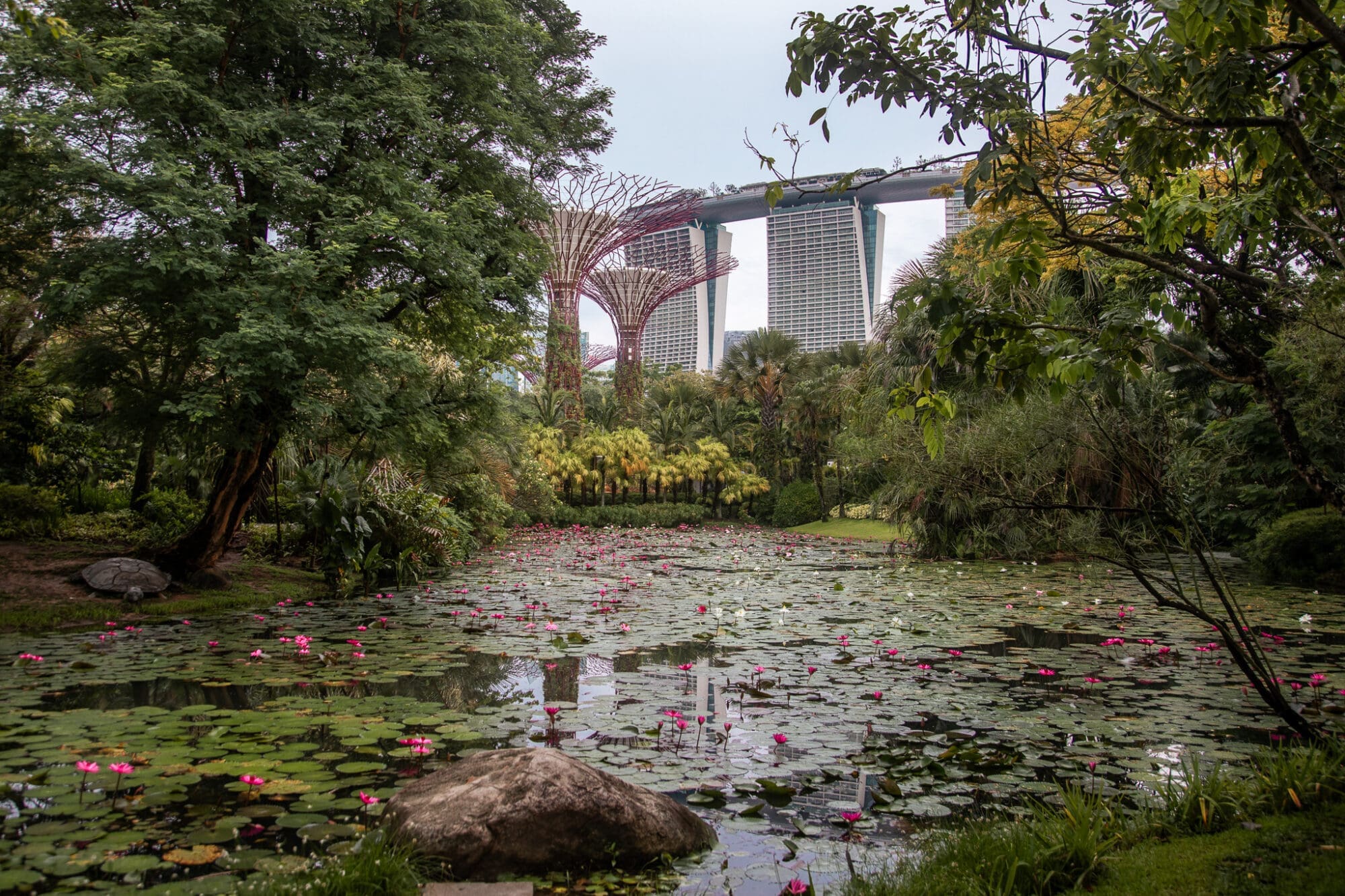 Gardens by the bay Lily pond view Singapore things to do