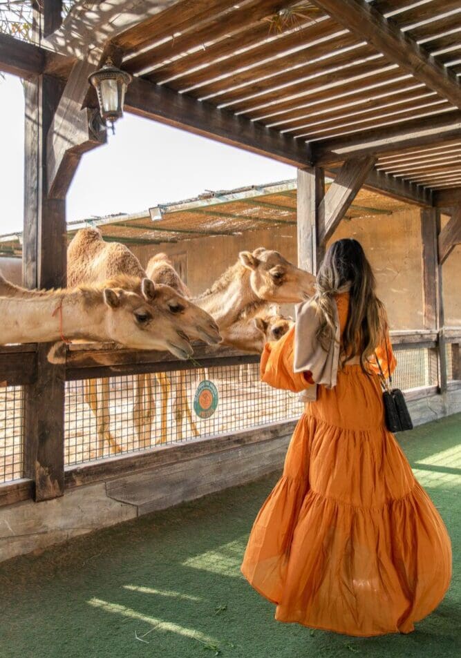 Emirates Park Resort and Zoo Abu Dhabi Family Friendly Things To Do UAE Feeding Giraffes
